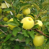 [만원의 행복] 고당도  특품 시나노골드(푸)