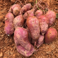 명품해남 꿀밤고구마(푸)