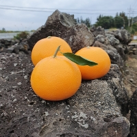 프리미엄 고당도 천혜향(푸)