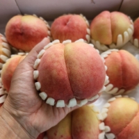 [첫출하] 국내산 영천_햇 딱딱이 복숭아 [2kg-4kg]
