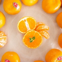 [오커브팜] 제주 비가림 감귤 일반포장