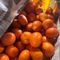 [신한카드 할인] 짙은 단맛의 귀한귤  홍미향