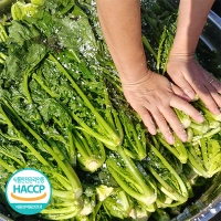 [신한카드 할인] 쌉쌀한맛이 일품인 돌산갓김치(푸)