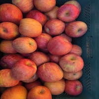 아삭 달콤한 가정용 부사사과 2kg/3kg/4kg/5kg