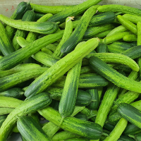 충북의 햇살을담은 백다다기 오이