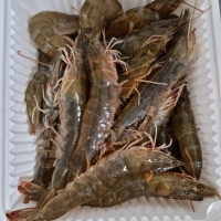 홍지수산 국내산 더 큰 활새우  횟감용 새우구이 캠핑요리 대하 흰다리새우