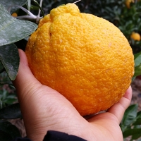 [오커캄스] 제주 한라봉 봉봉 한라봉 2kg 3kg 5kg