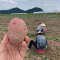 [신한카드 할인] 땅속에 사과 국내산 홍감자