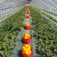 [오커최고] 성주 꿀당도 참외 맛있는 실속형 1kg 2kg