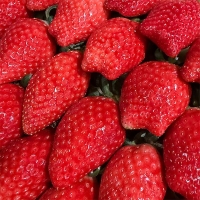 [보름데이] 프리미엄 킹스베리(푸)