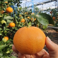 [보름데이] [선물용] 프리미엄 레드향(푸)