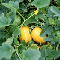 [부엌애] 성주 고당도 꿀참외 중과 3kg/5kg