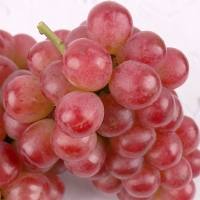 (최켓) 써니돌체 500g~2kg