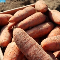 [만원의 행복] [햇당근] 신선한 햇당근_흙당근 [2kg-3kg]