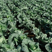 프리미엄 제주 고깔양배추