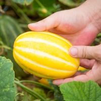 [성주참외] 산지직송_가정용 참외 램덤과 [1kg-2kg]