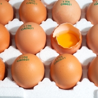  자연방사 [난각 1번] 무항생제  유정란  (20구/40구/60구)