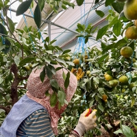 [농장직송] 제주 하우스 비가림감귤 [2.5kg-4.5kg]