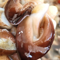 [신한카드 할인] 신선함을 그대로 여수 새조개(푸)