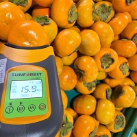 가을 햇 단감(산) 1kg/2kg/3kg 사이즈별