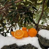 [특별할인]새콤달콤 감귤 제주 고당도 꿀 한라봉 2kg 3kg 5kg