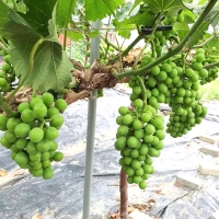 [명절특선] [과일예찬] 김천 샤인머스캣세트 3종 1.5kg(2~3수) / 2kg(2-3수) / 4kg(4-5수)