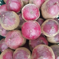 [레드비트] 제철_레드비트 [1kg-4kg/특상]