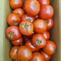 프리미엄 완숙토마토(푸)