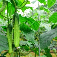 (최켓) 백오이 1kg~5kg