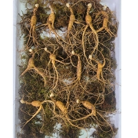 이석철농가 11년근이상 산양 산삼 9뿌리