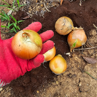 [신한카드 할인]  단단하고 아삭한 국내산 양파