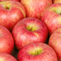 [신한카드 할인] [백억] 아삭아삭 달콤달콤 명품 부사 사과