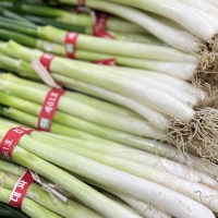 [서진도농협] 진도 대파 3단(3kg) 지리적표시인증