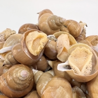 동해안 자연산 백골뱅이 1kg (기본,대,왕)  동해직송