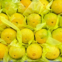[선물세트] 제주  황금향 선물세트 2kg/3kg/5kg (푸)