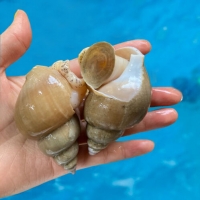 국내산 백고동 (급냉 / 생물)