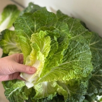 [주말특가] 고소하고  달큰한  봄동