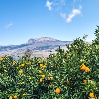[오커최고] 제주 한라봉 봉봉 한라봉 선물세트 선물가방 보자기