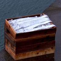 [제주특선] 은갈치세트 4미/8미 (프리미엄/마리당600g이상)