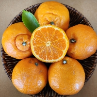 서귀포에서 재배한 고당도 카라향(푸)