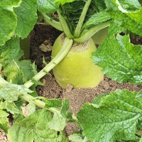 [김장최고] 제주 월동무 무우 무시 2~10kg 오커