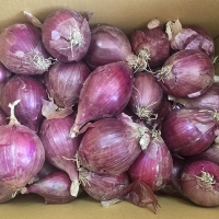 [뜰안애] 보석 자색양파 3kg/5kg(중/소 혼합)