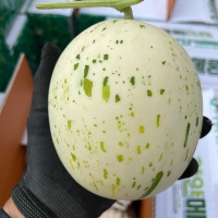 [오커최고] 백자 메론 달콤 멜론 2kg 4kg