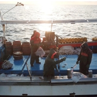 [신한카드 할인] 깊은 맛이 살아있는 흑산도 홍어(푸)