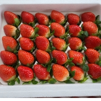 [농장직송] 논산 설향딸기 700g/750g