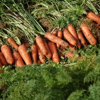 [오커디어] 당신 근처 당근 중 상 2kg 5kg 비세척