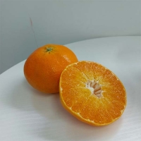 [제주직송] 진하고 당도 높은 레드향