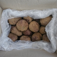 땅속의 붉은 보석  제주 레드 비트