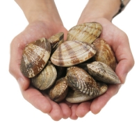 [신한카드 할인]국내산 당일조업 신선한 자연산 활바지락 800g 바지락살 200g 추천