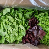 [만원의 행복]  GAP 인증 유러피안샐러드(푸)